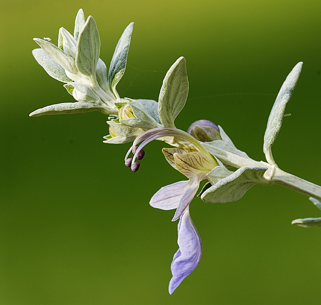 Teucrium fruticans / Camedrio femmina